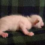 Savannah Snow Male DOB 12-7-23