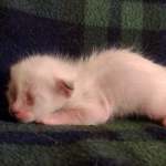 Savannah Snow Male DOB 12-7-23
