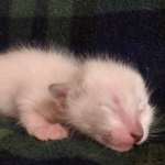 Savannah Snow Male DOB 12-7-23