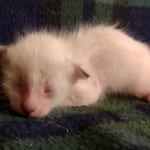 Savannah Snow Male DOB 12-7-23