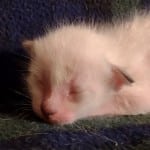 Savannah Snow Male DOB 12-7-23