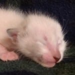 Savannah Snow Male DOB 12-7-23
