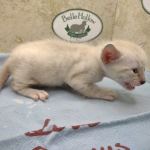 Savannah Snow Male DOB 12-7-23