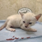 Savannah Snow Male DOB 12-7-23