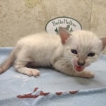 Savannah Snow Male DOB 12-7-23