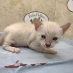 Savannah Snow Male DOB 12-7-23