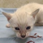 Savannah Snow Male DOB 12-7-23