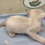 Savannah Snow Male DOB 12-7-23