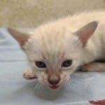 Savannah Snow Male DOB 12-7-23