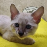 Savannah Snow Male DOB 12-7-23