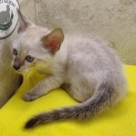 Savannah Snow Male DOB 12-7-23