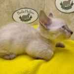 Savannah Snow Male DOB 12-7-23