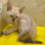 Savannah Snow Male DOB 12-7-23