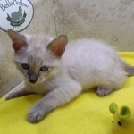 Savannah Snow Male DOB 12-7-23