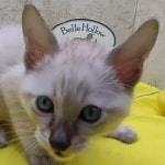 Savannah Snow Male DOB 12-7-23