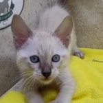 Savannah Snow Male DOB 12-7-23
