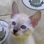 Savannah Snow Male DOB 12-7-23