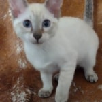 Savannah Snow Male DOB 12-7-23