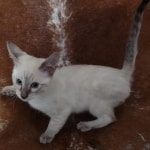 Savannah Snow Male DOB 12-7-23