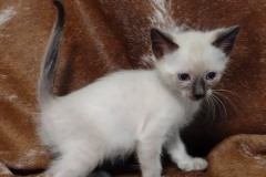 Chucky Savannah F-6SBT Snow Male #3 DOB 5-3-21