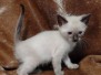 Chucky Savannah F-6SBT Snow Male #3 DOB 5-3-21