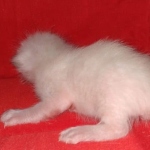 Savannah male kitten snow DOB 5-3-21