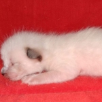 Savannah male kitten snow DOB 5-3-21