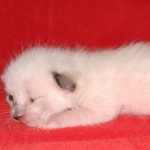 Savannah male kitten snow DOB 5-3-21