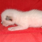 Savannah male kitten snow DOB 5-3-21