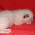 Savannah male kitten snow DOB 5-3-21