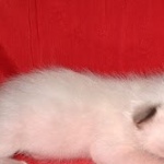 Savannah male kitten snow DOB 5-3-21