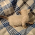 Savannah male kitten snow DOB 5-3-21