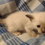 Savannah male kitten snow DOB 5-3-21