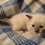 Savannah male kitten snow DOB 5-3-21