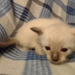 Savannah male kitten snow DOB 5-3-21