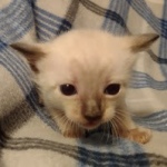 Savannah male kitten snow DOB 5-3-21