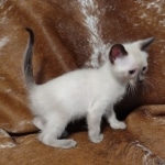 Savannah male kitten snow DOB 5-3-21
