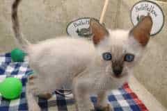 Zeus Savannah F-6SBT Snow Male #3 DOB 7-1-23