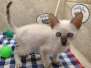 Zeus Savannah F-6SBT Snow Male #3 DOB 7-1-23