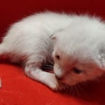 Savannah Snow male F-6SBT