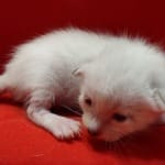 Savannah Snow male F-6SBT