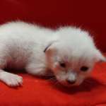 Savannah Snow male F-6SBT