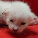 Savannah Snow male F-6SBT