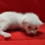 Savannah Snow male F-6SBT