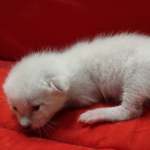 Savannah Snow male F-6SBT