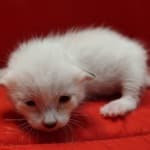 Savannah Snow male F-6SBT