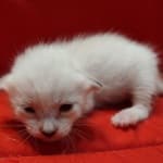 Savannah Snow male F-6SBT