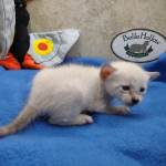 snow savannah Male kitten
