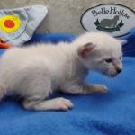snow savannah Male kitten