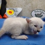 snow savannah Male kitten